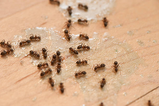 Best Residential Pest Control  in St Martinville, LA