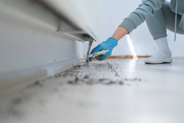 Best Insect Control  in St Martinville, LA